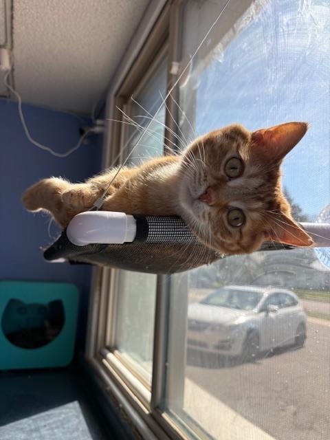 Enlarge Chips, a Adoptable mixed breed in Mishawaka, IN image 5/6