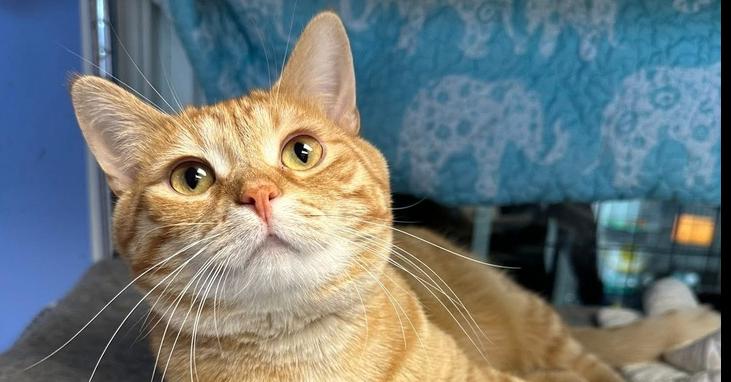 Chips, a Adoptable mixed breed in Mishawaka, IN image 6/6