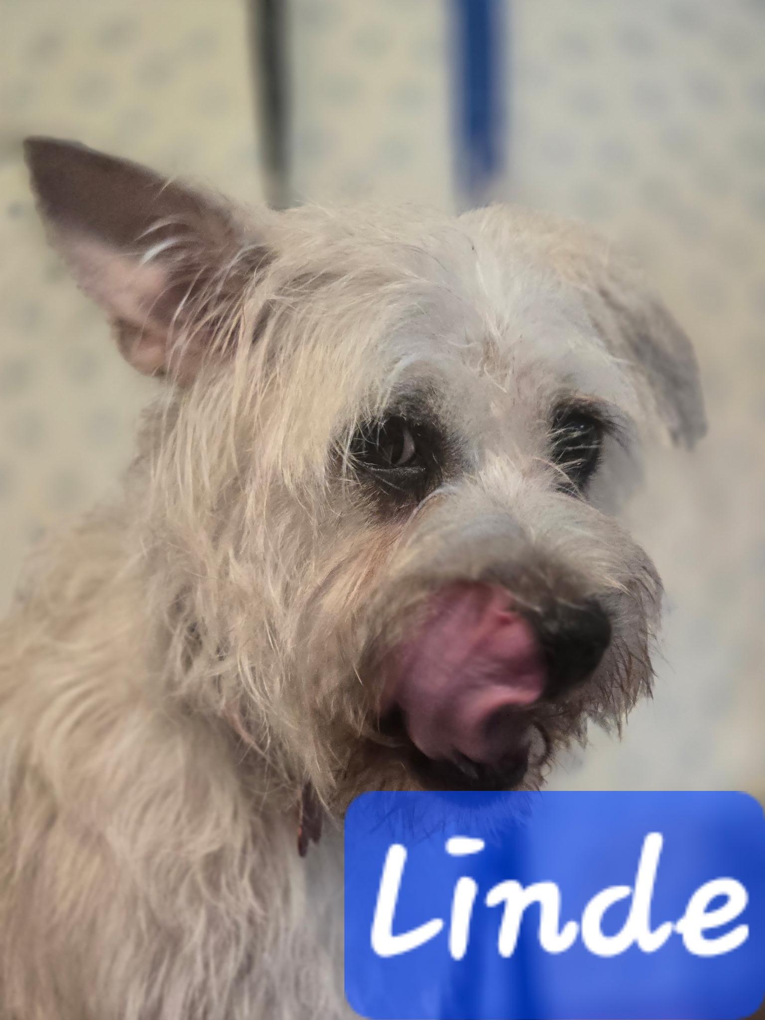 Linde, an adopted mixed breed in Tulsa, OK image 3/3