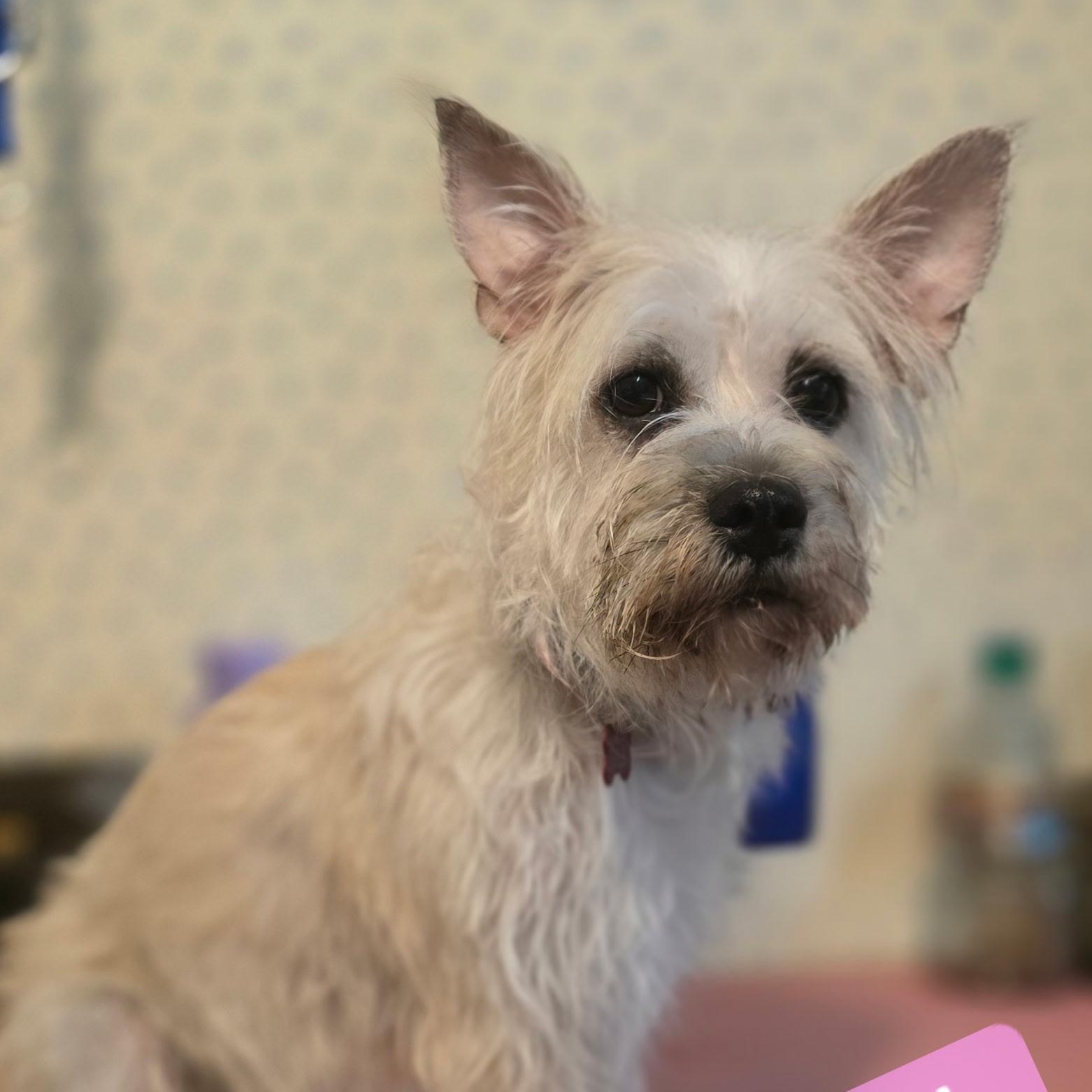 Linde, adopted, Adult Female Terrier.