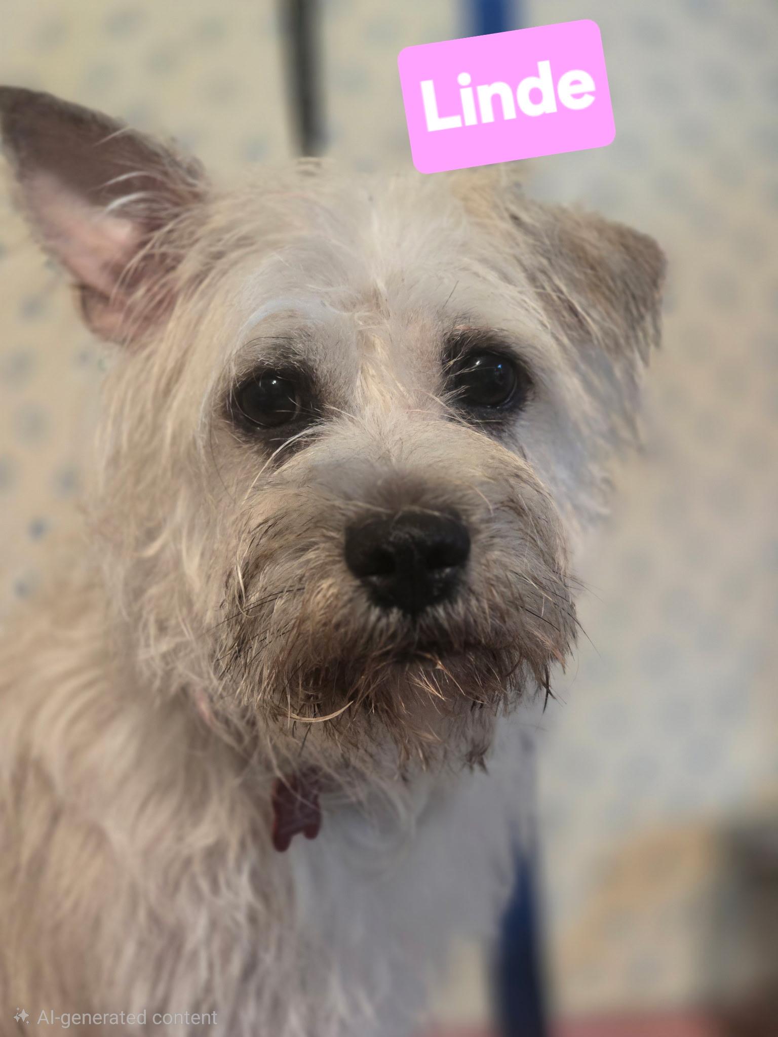 Linde, an adopted mixed breed in Tulsa, OK image 2/3