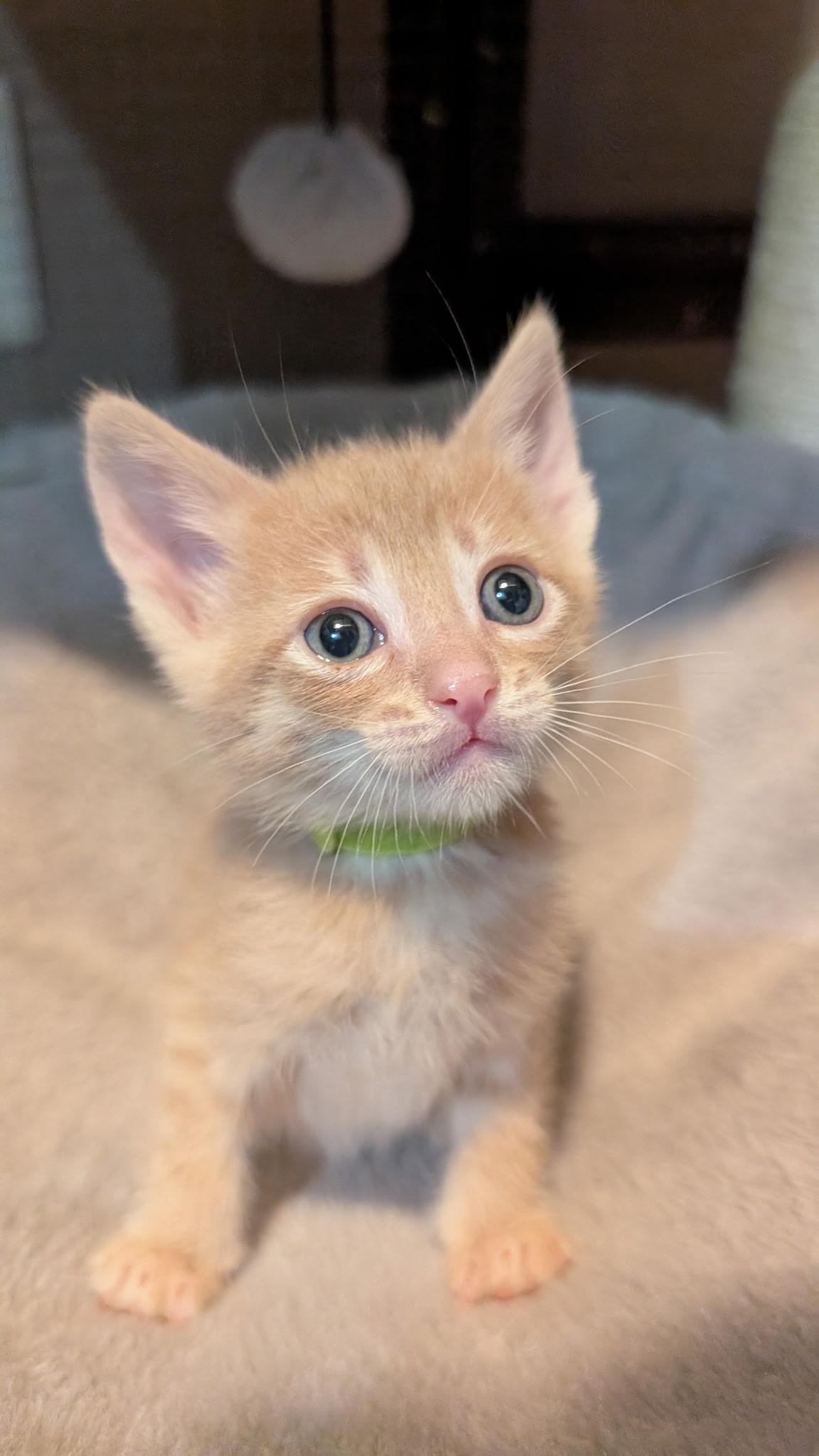Clover, adopted, Kitten Male Tabby.