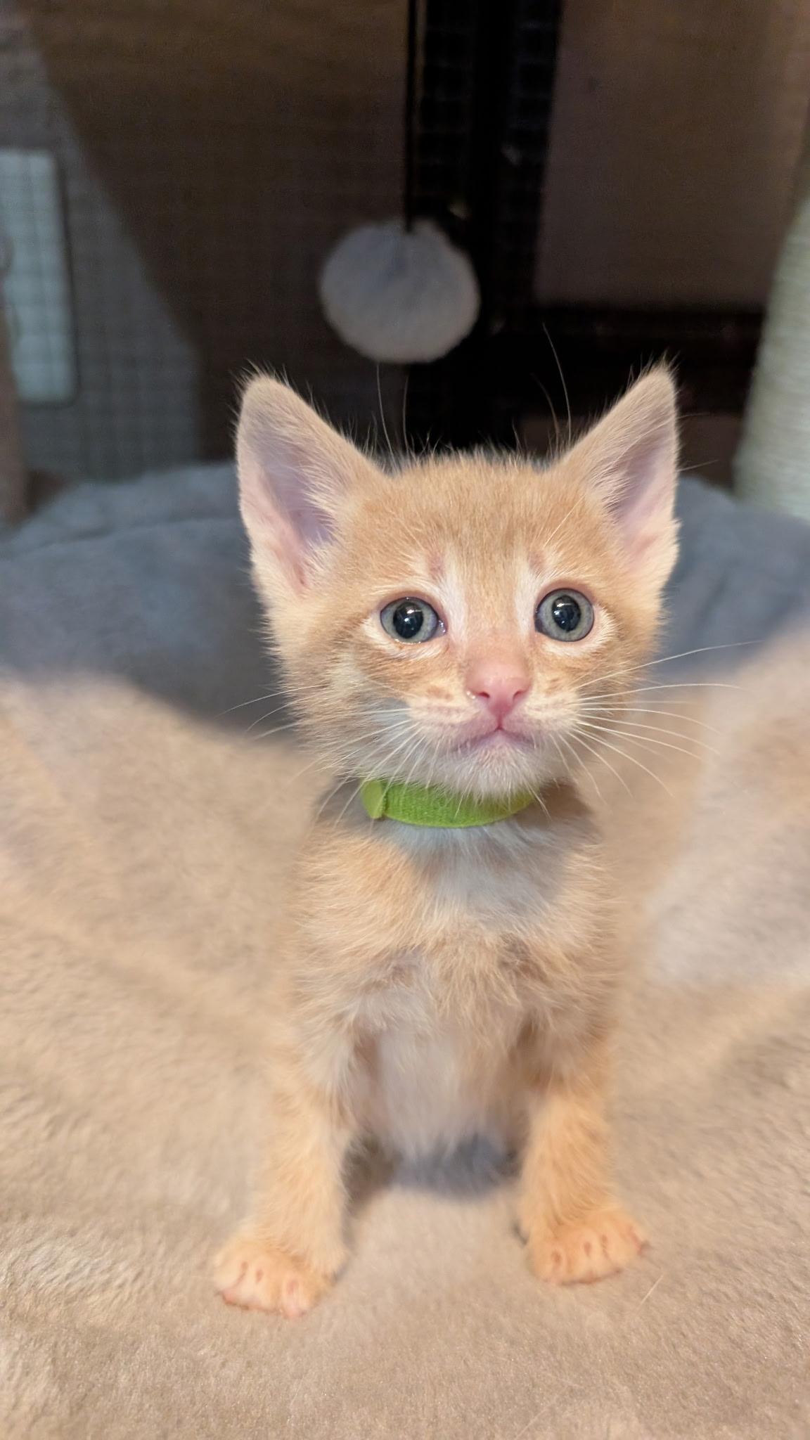 Enlarge Clover, an adopted Tabby in Lodi, CA image 2/2