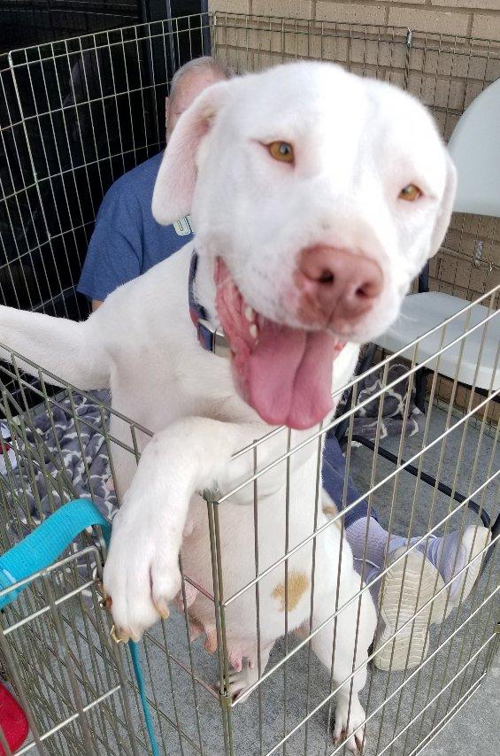 Enlarge Winnie, a ADOPTABLE mixed breed in Greensboro, GA image 3/6