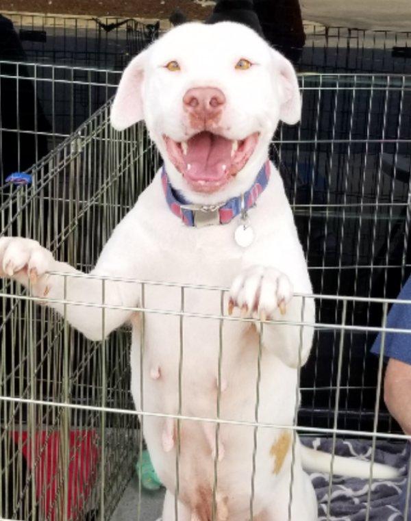 Enlarge Winnie, a ADOPTABLE mixed breed in Greensboro, GA image 2/6