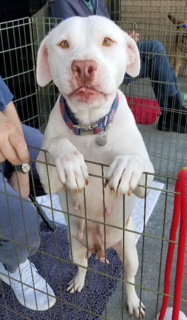 Enlarge Winnie, a ADOPTABLE mixed breed in Greensboro, GA image 1/6