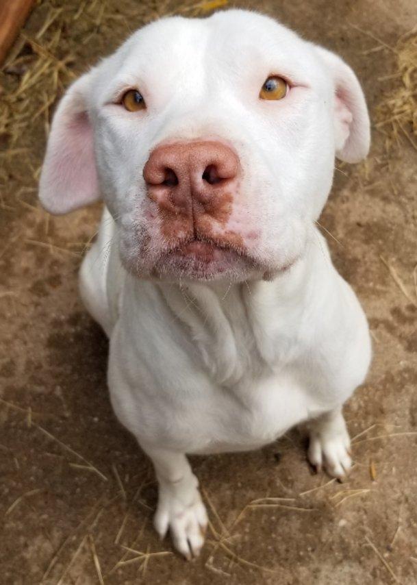 Enlarge Winnie, a ADOPTABLE mixed breed in Greensboro, GA image 4/6