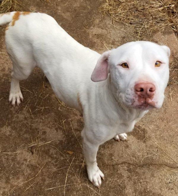 Enlarge Winnie, a ADOPTABLE mixed breed in Greensboro, GA image 6/6