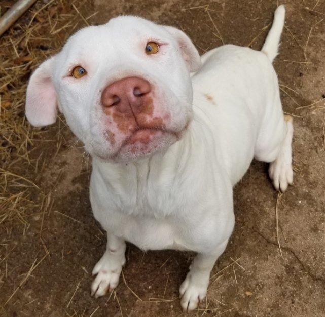 Enlarge Winnie, a ADOPTABLE mixed breed in Greensboro, GA image 5/6