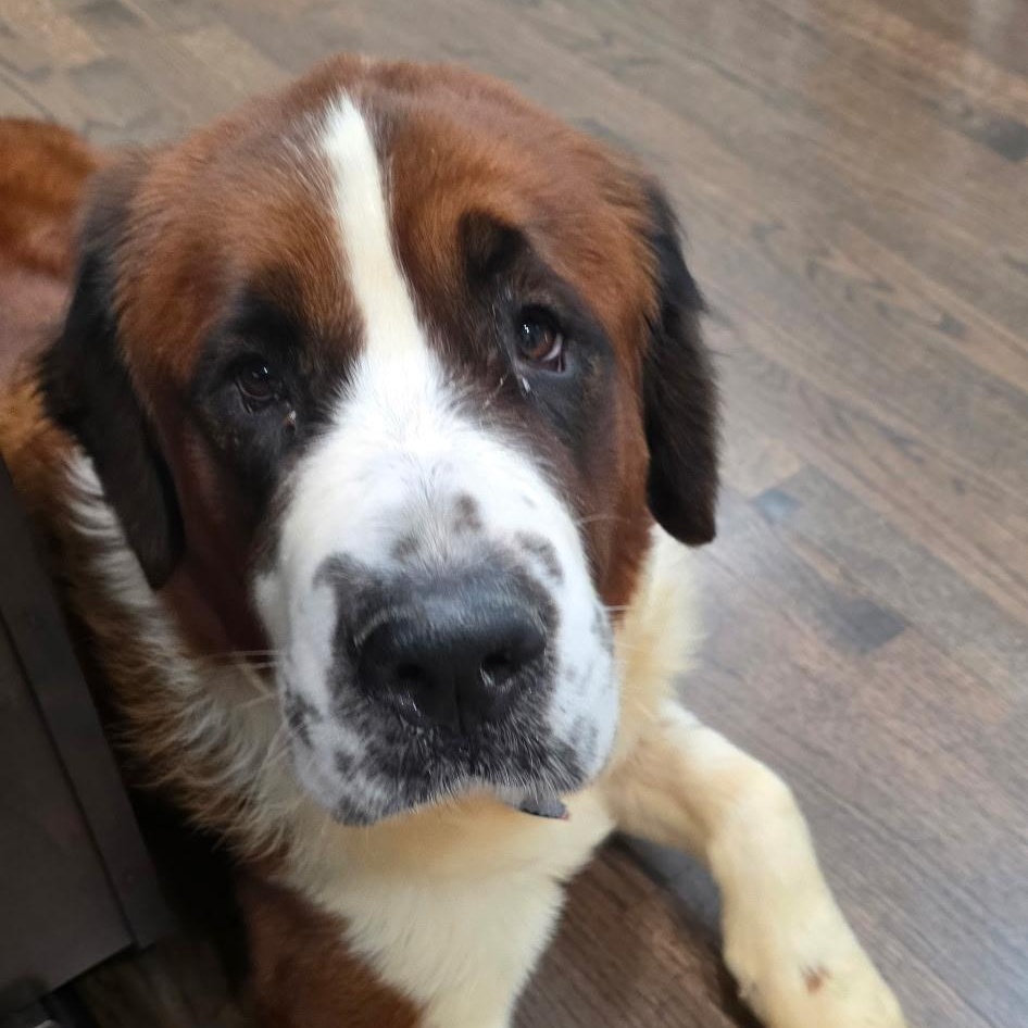 Merry, ADOPTABLE, Adult Female Saint Bernard.