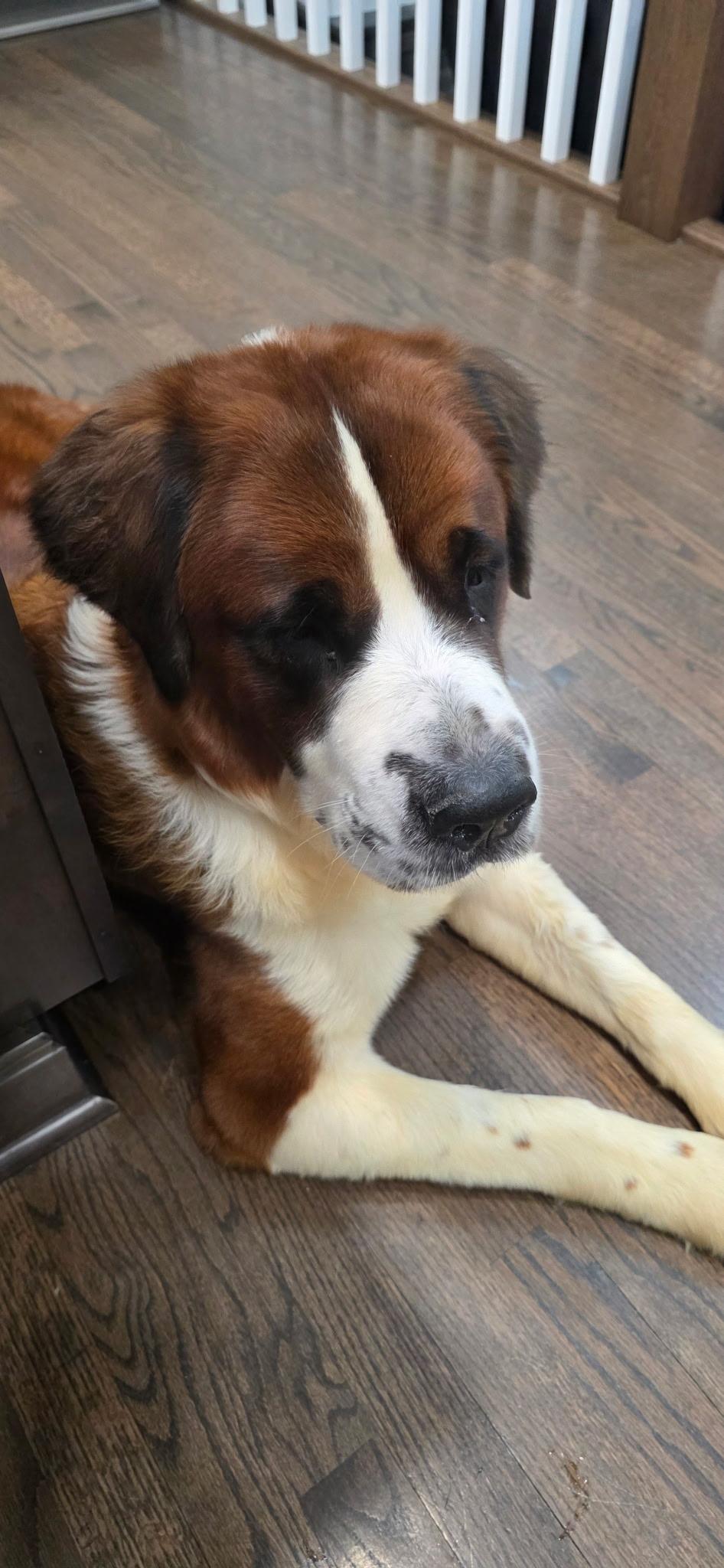 Merry, a ADOPTABLE Saint Bernard in Hindsboro, IL image 2/2