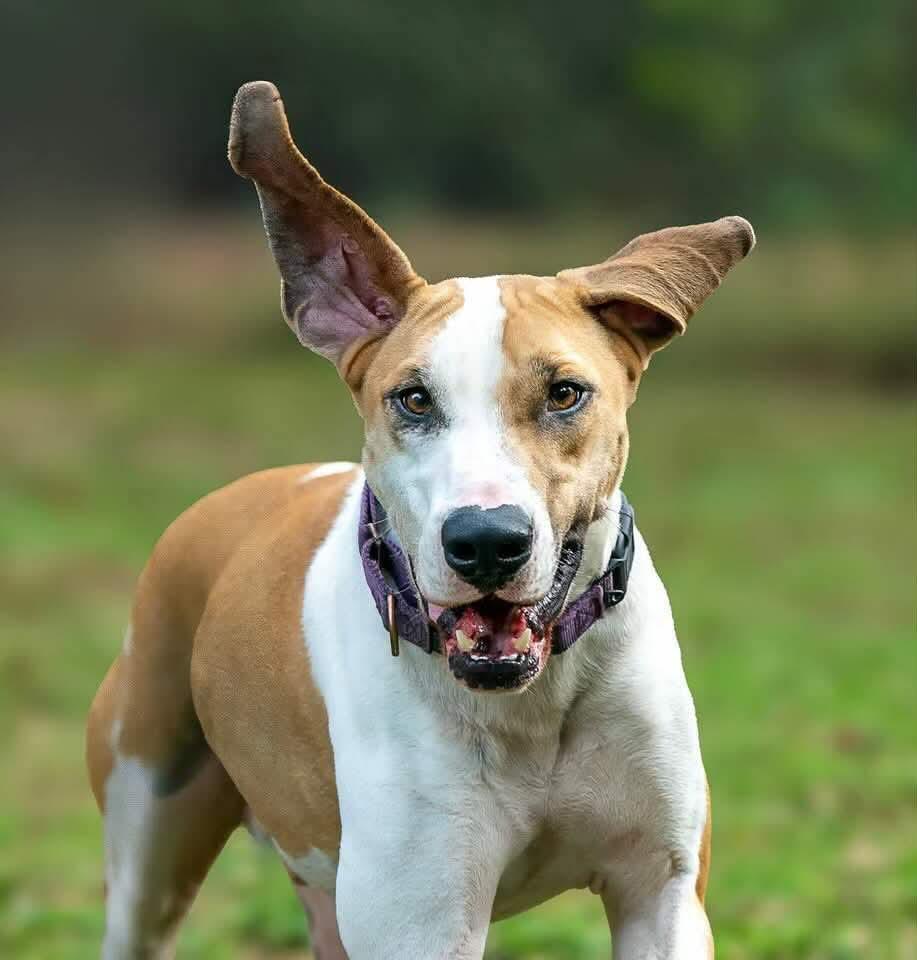 Tucker, Adult Male Hound