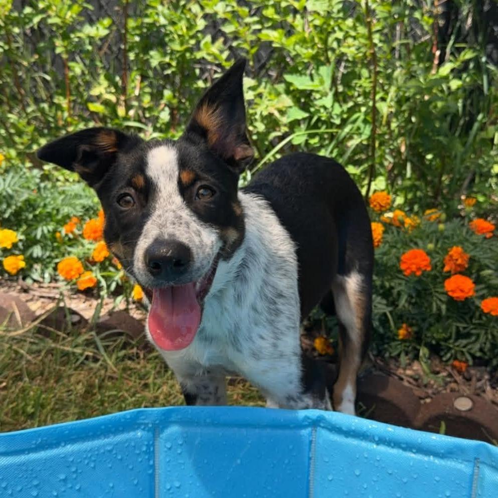 Becca, a Adoptable mixed breed in Alma, WI image 1/6