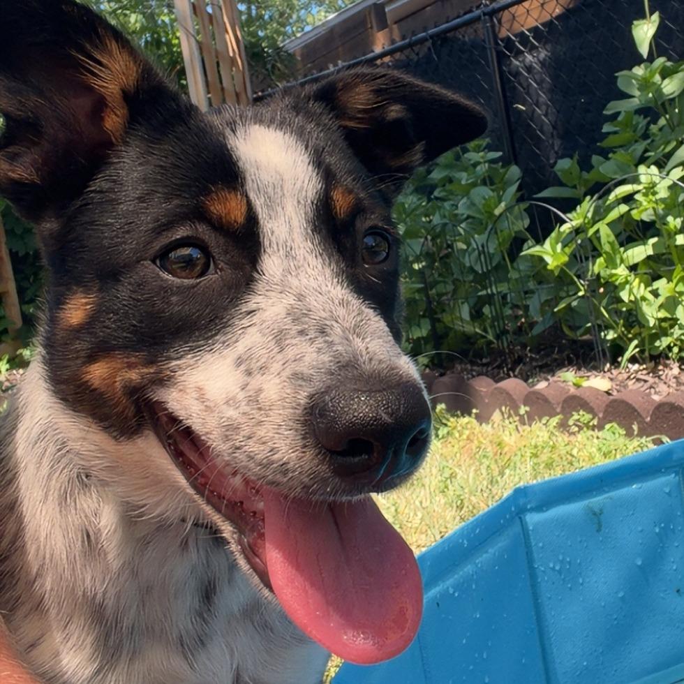 Becca, a Adoptable mixed breed in Alma, WI image 2/6