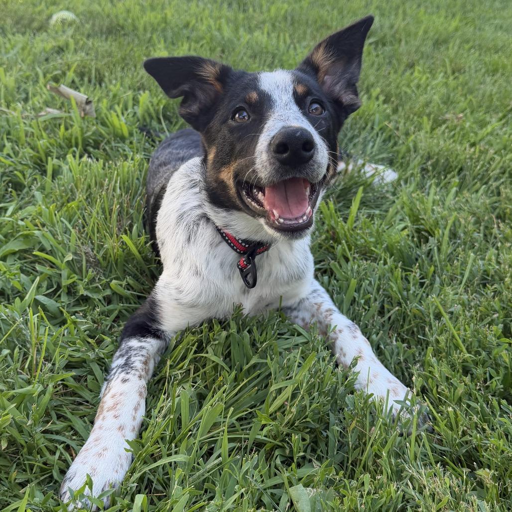 Becca, a Adoptable mixed breed in Alma, WI image 3/6