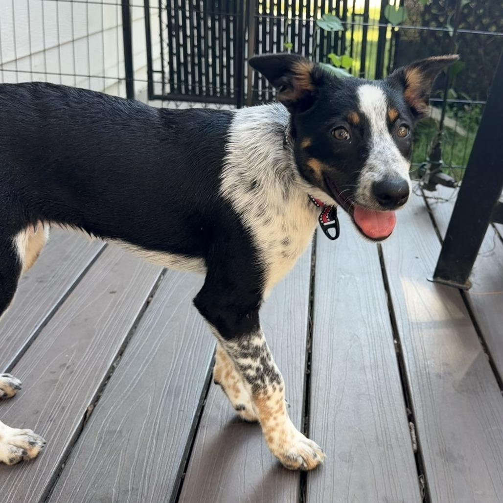 Becca, a Adoptable mixed breed in Alma, WI image 4/6