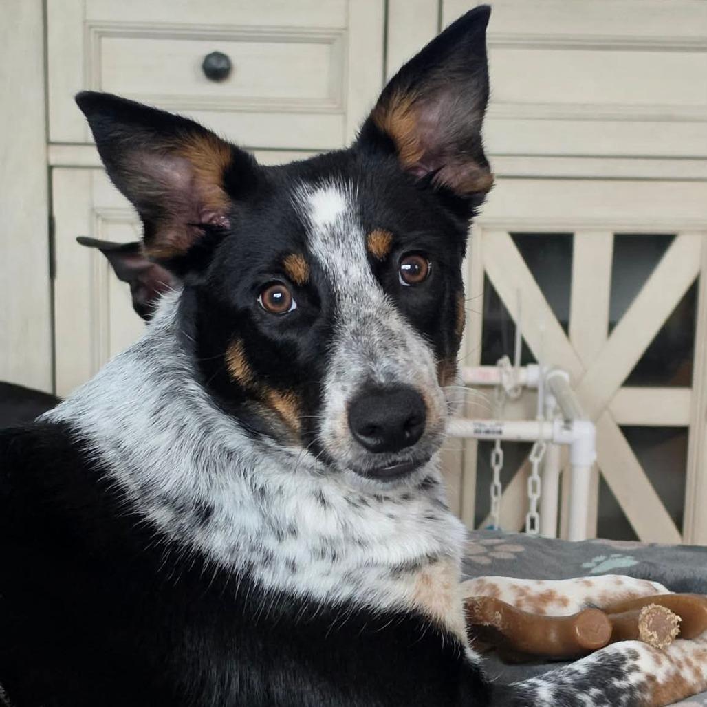 Enlarge Becca, a Adoptable mixed breed in Alma, WI image 6/6