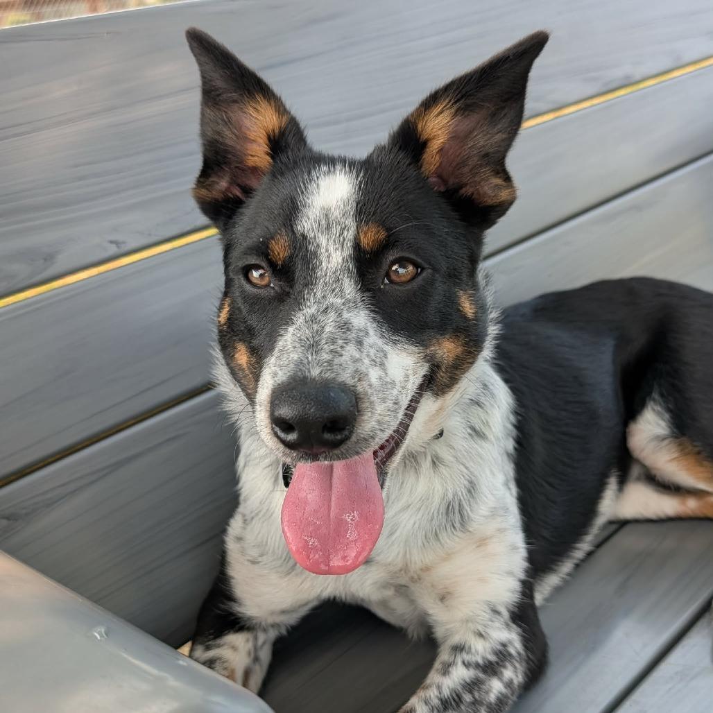 Becca, a Adoptable mixed breed in Alma, WI image 6/6