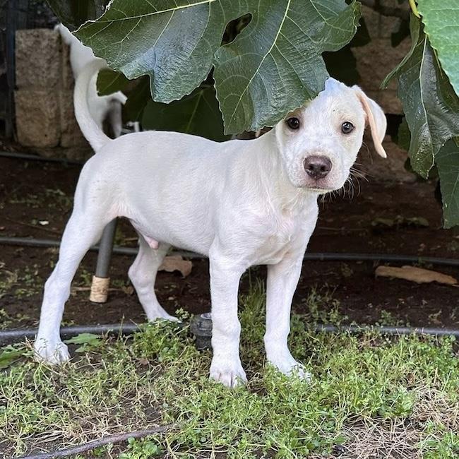 Cheers Pup - Sam, Adoptable, Puppy Male Spaniel & Terrier.