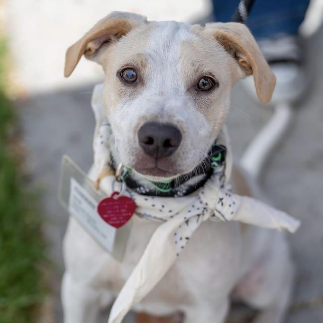 Cheers Pup - Sam, a Adoptable mixed breed in San Diego, CA image 2/3