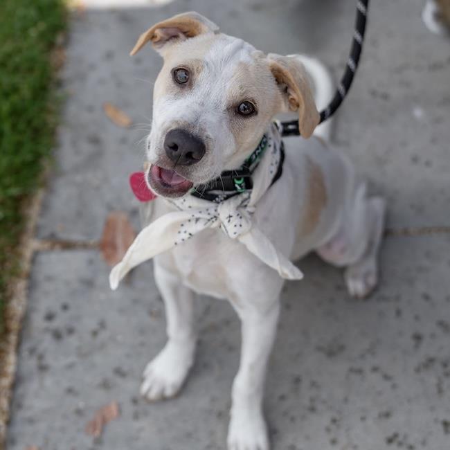 Cheers Pup - Sam, a Adoptable mixed breed in San Diego, CA image 3/3