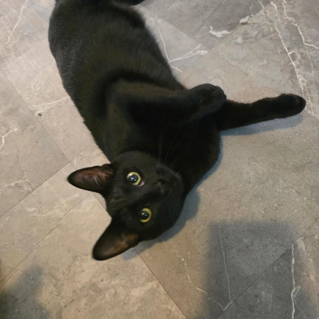 Enlarge Habanero, a Adoptable Domestic Short Hair in Hanna City, IL image 1/2