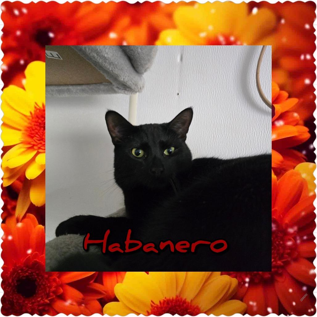 Enlarge Habanero, a Adoptable Domestic Short Hair in Hanna City, IL image 2/3