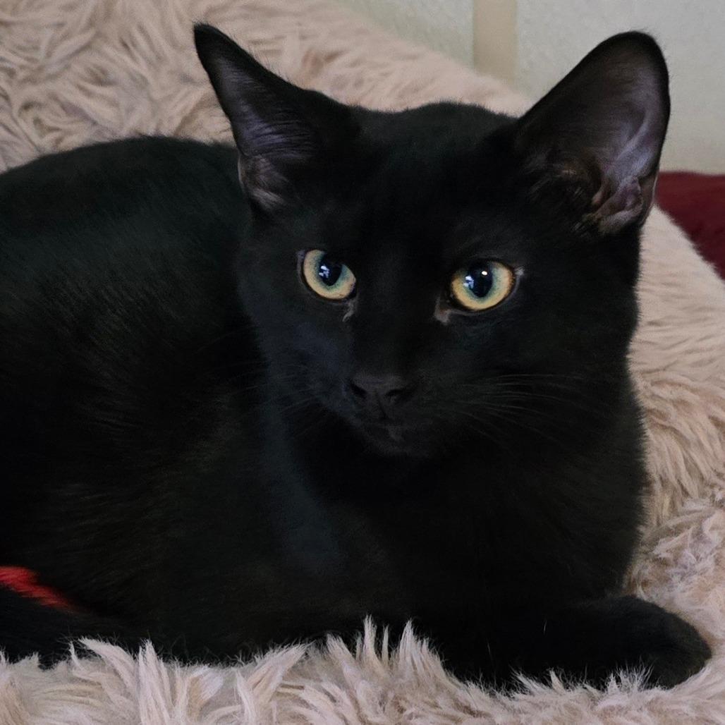 Enlarge Habanero, a Adoptable Domestic Short Hair in Hanna City, IL image 2/2