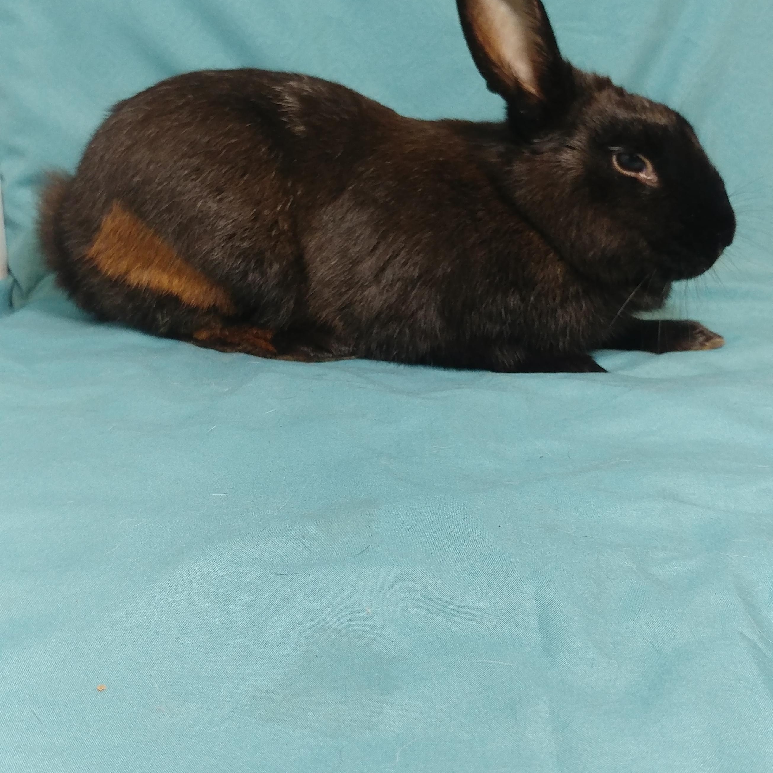 Enlarge Hobart, an adopted Havana in Lake Elsinore, CA image 4/6