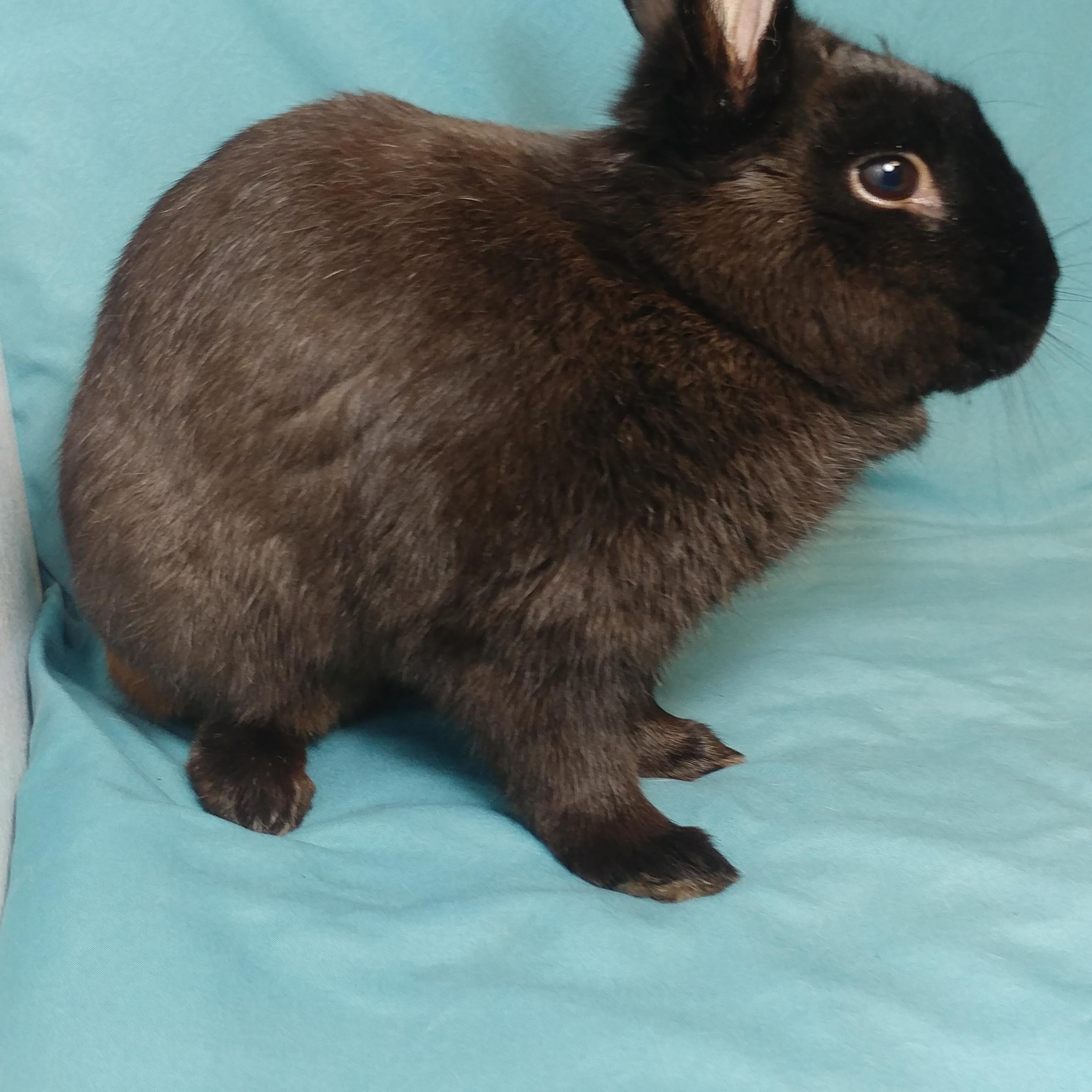 Enlarge Hobart, an adopted Havana in Lake Elsinore, CA image 3/6