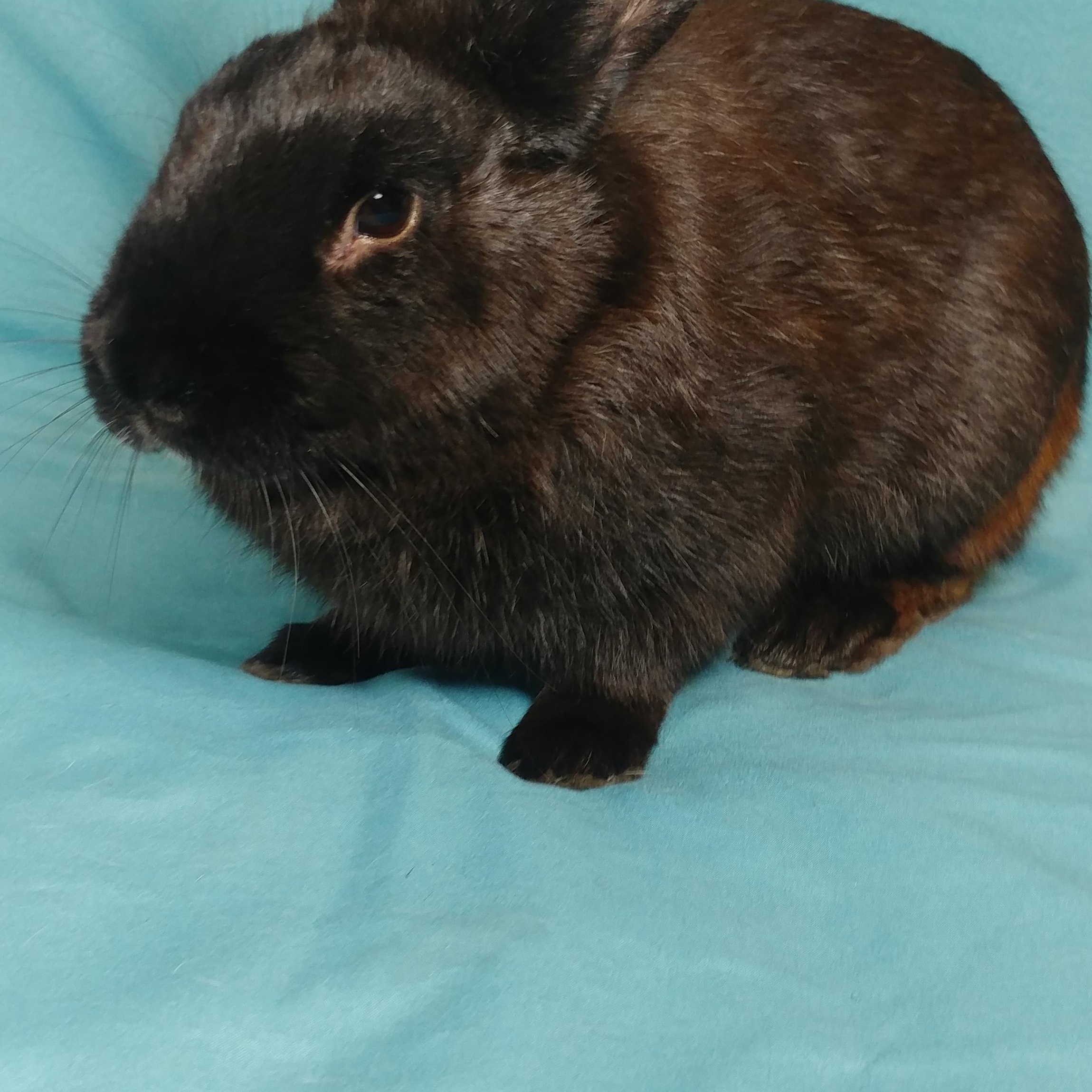 Enlarge Hobart, an adopted Havana in Lake Elsinore, CA image 2/6