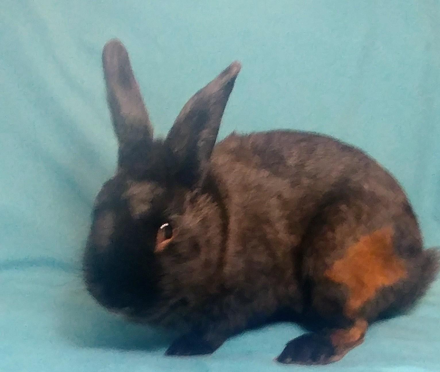 Hobart, adopted, Young Male Havana.