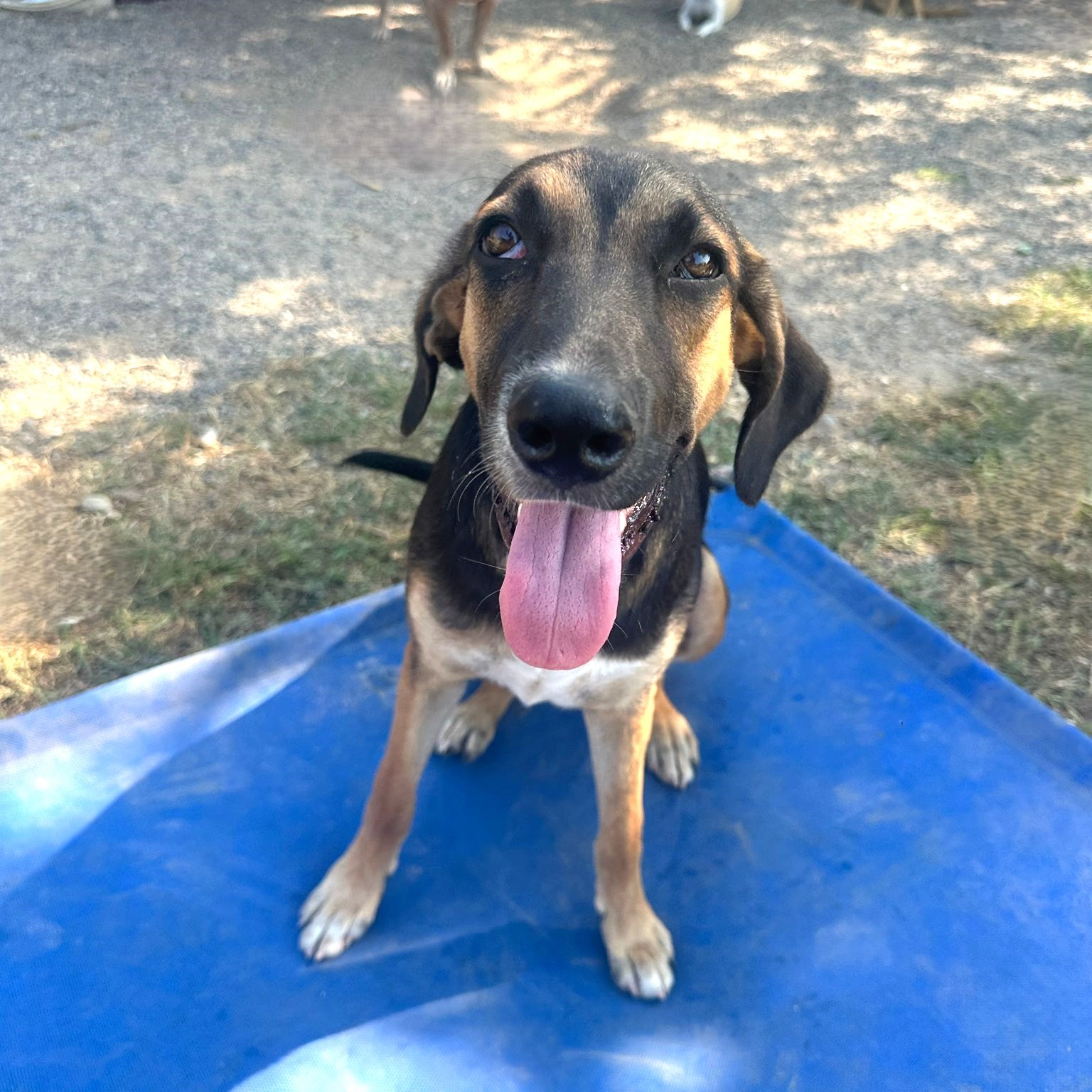 Enlarge Lluvia, an adopted mixed breed in Victoria, BC image 5/6