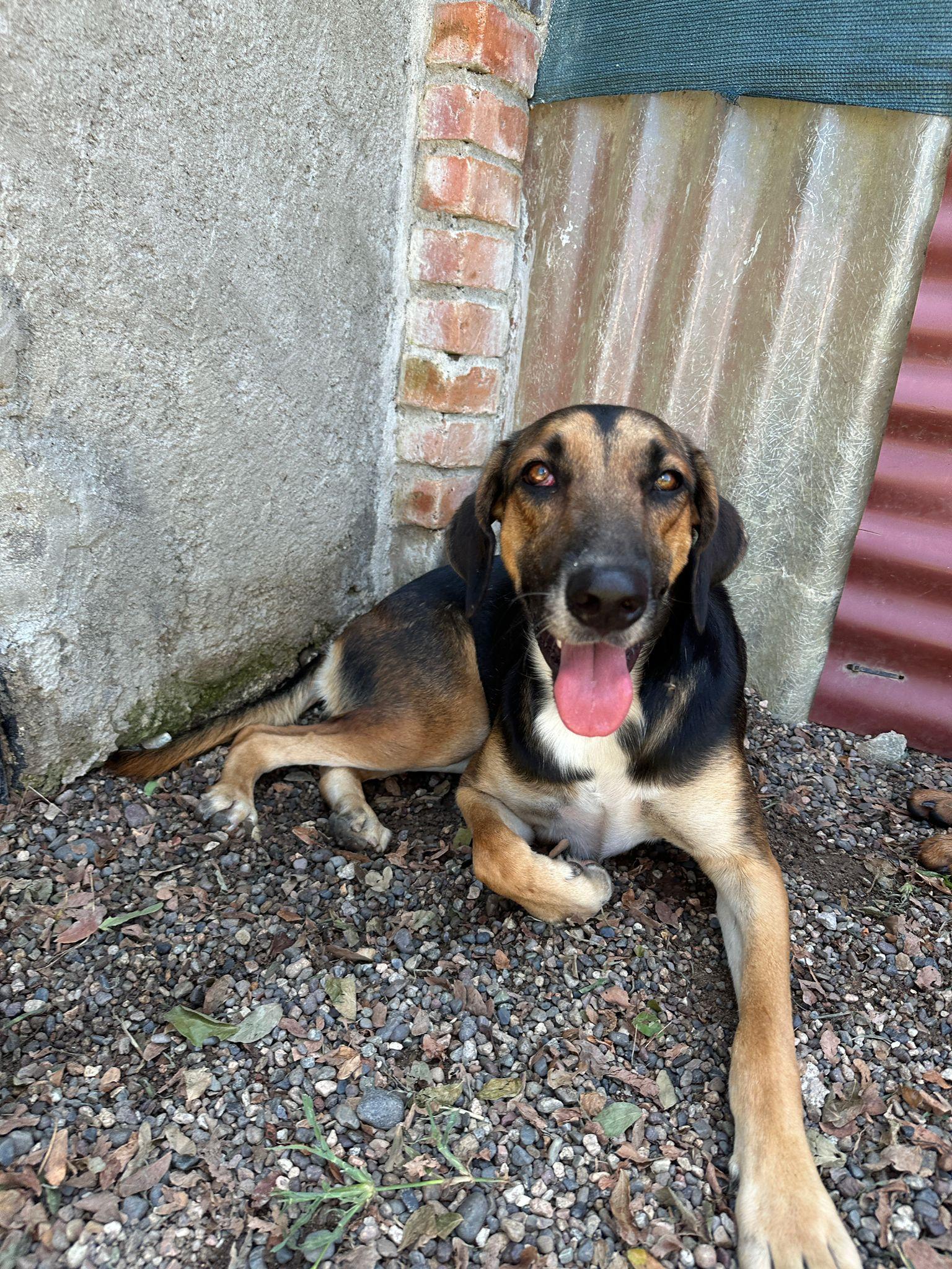 Enlarge Lluvia, an adopted mixed breed in Victoria, BC image 6/6