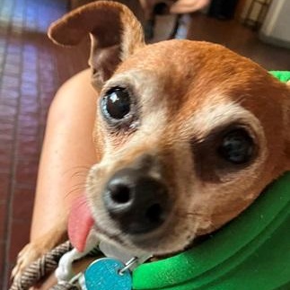 Floyd, Adoptable, Adult Male Chihuahua.
