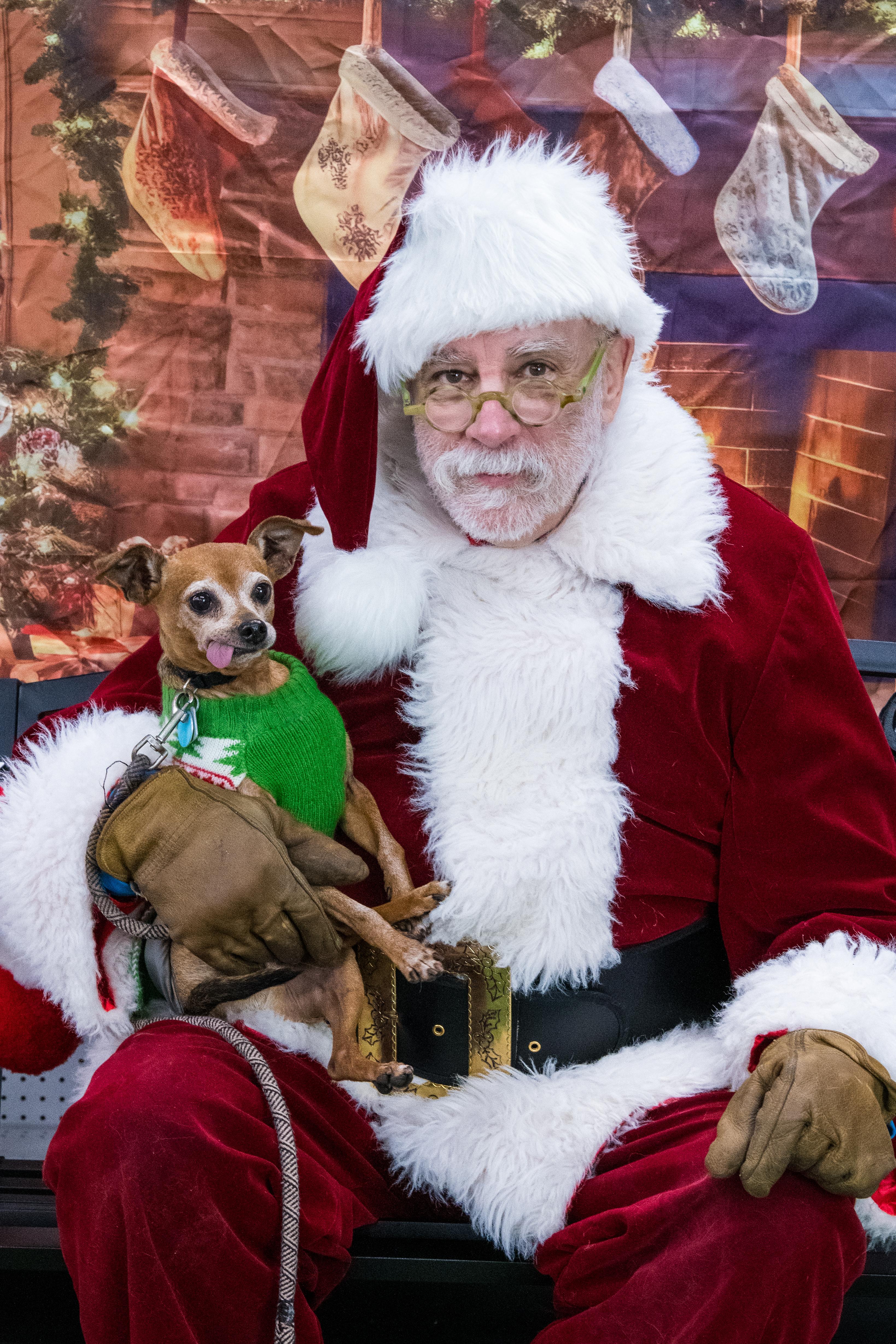 Floyd, a Adoptable Chihuahua in Lansing, MI image 2/5