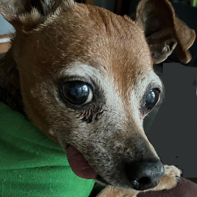 Enlarge Floyd, a Adoptable Chihuahua in Lansing, MI image 4/4