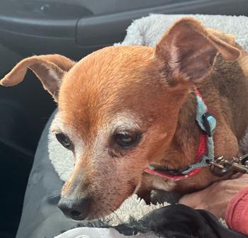 Enlarge Floyd, a Adoptable Chihuahua in Lansing, MI image 3/4