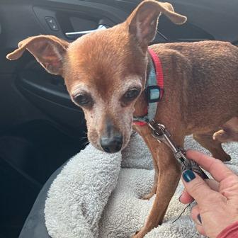 Enlarge Floyd, a Adoptable Chihuahua in Lansing, MI image 2/4