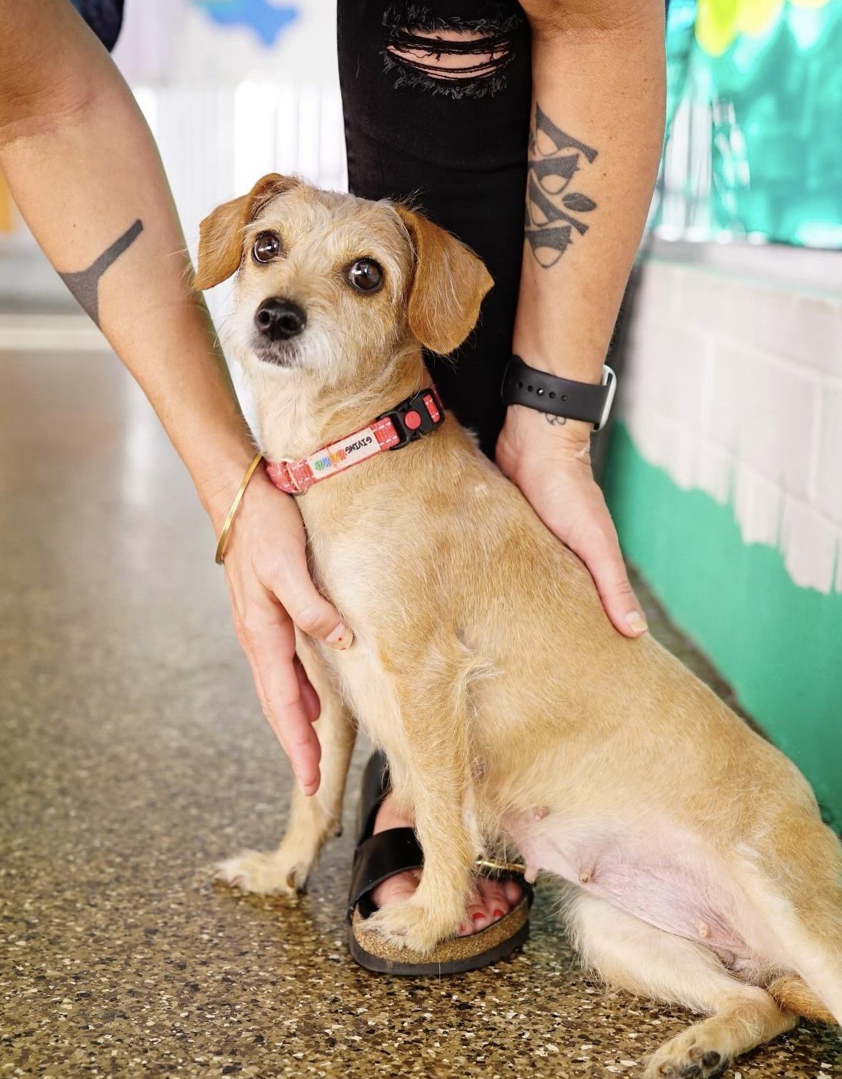 Creampuff, an adopted Terrier in Pasadena, CA image 5/5