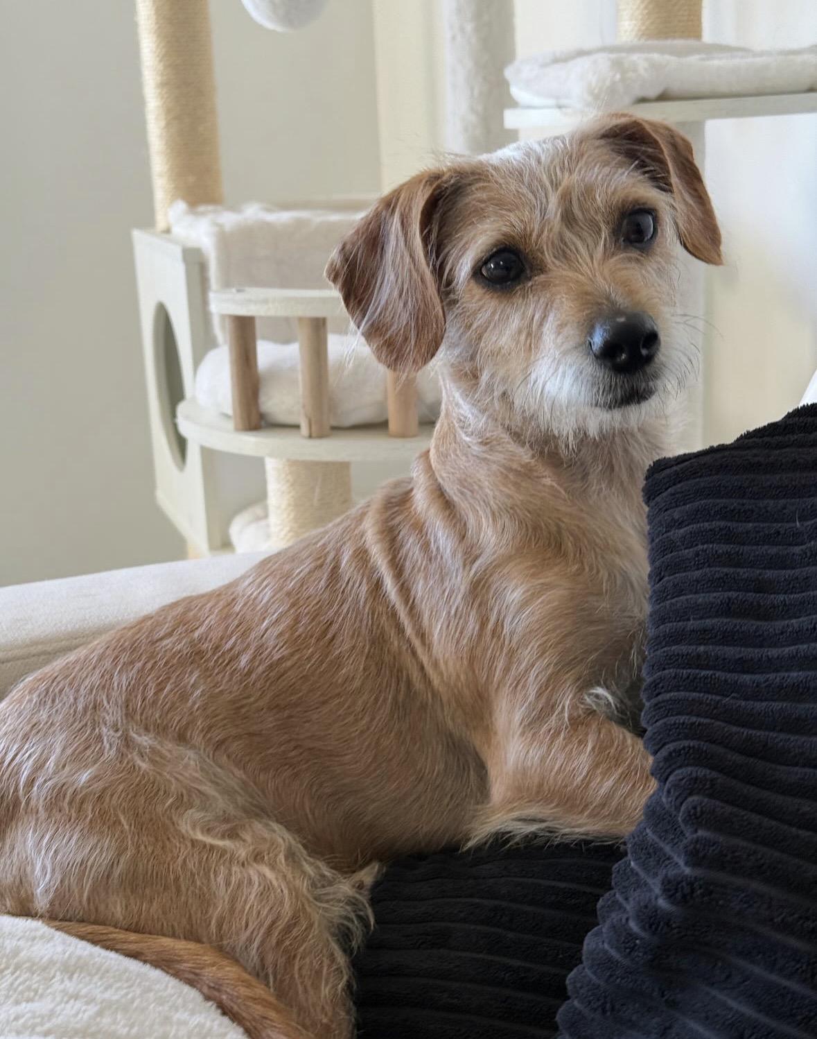 Creampuff, an adopted Terrier in Pasadena, CA image 4/5
