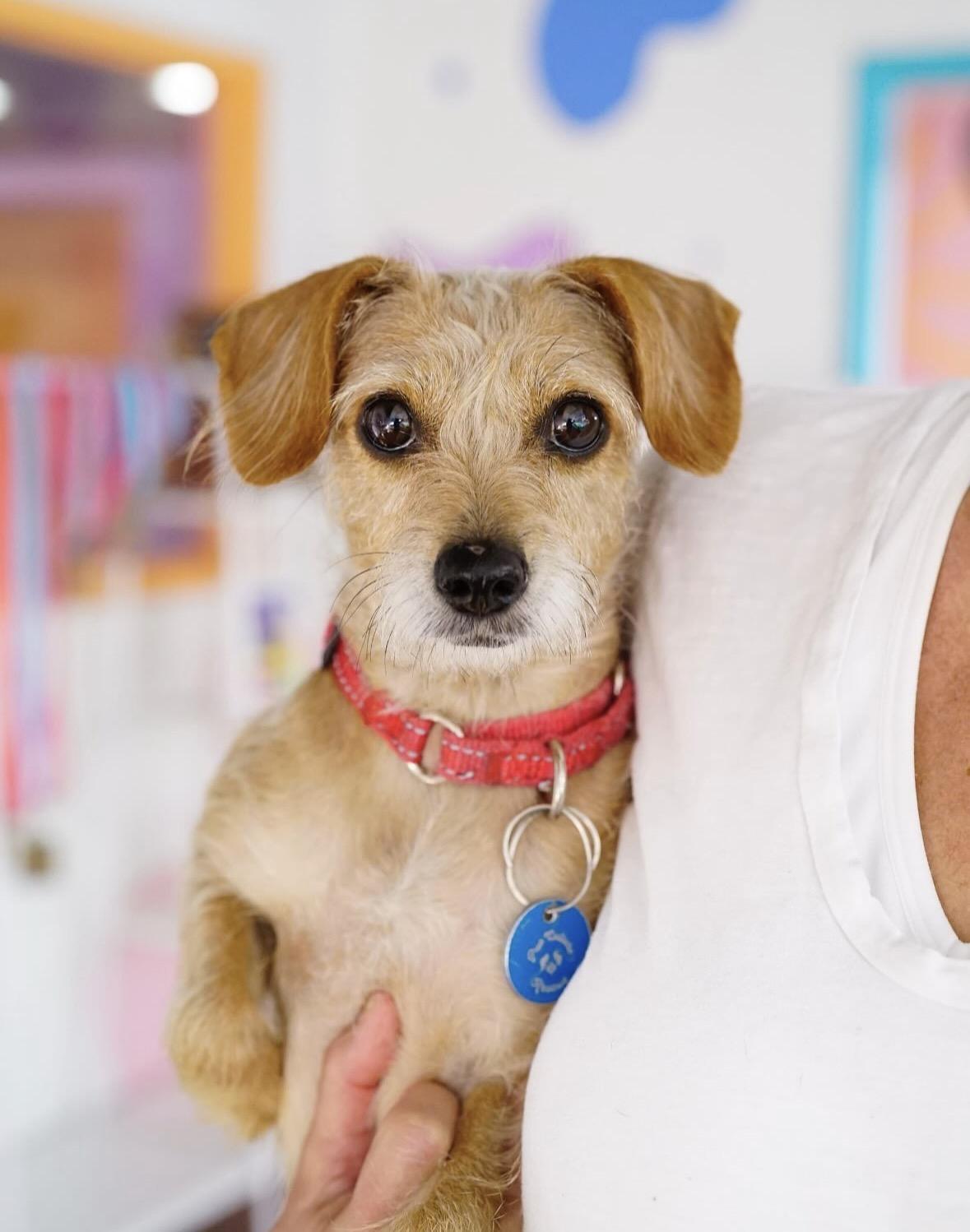 Creampuff, an adopted Terrier in Pasadena, CA image 1/5