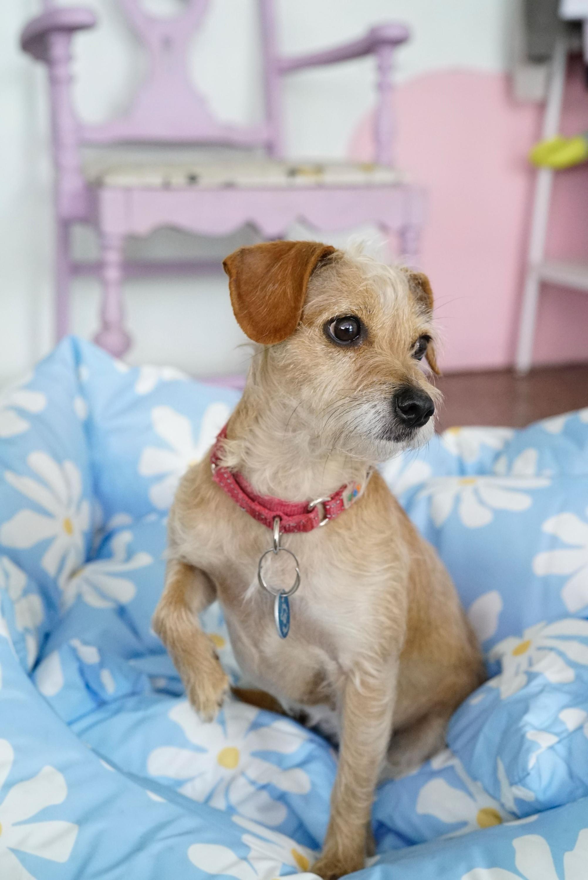Creampuff, an adopted Terrier in Pasadena, CA image 3/5