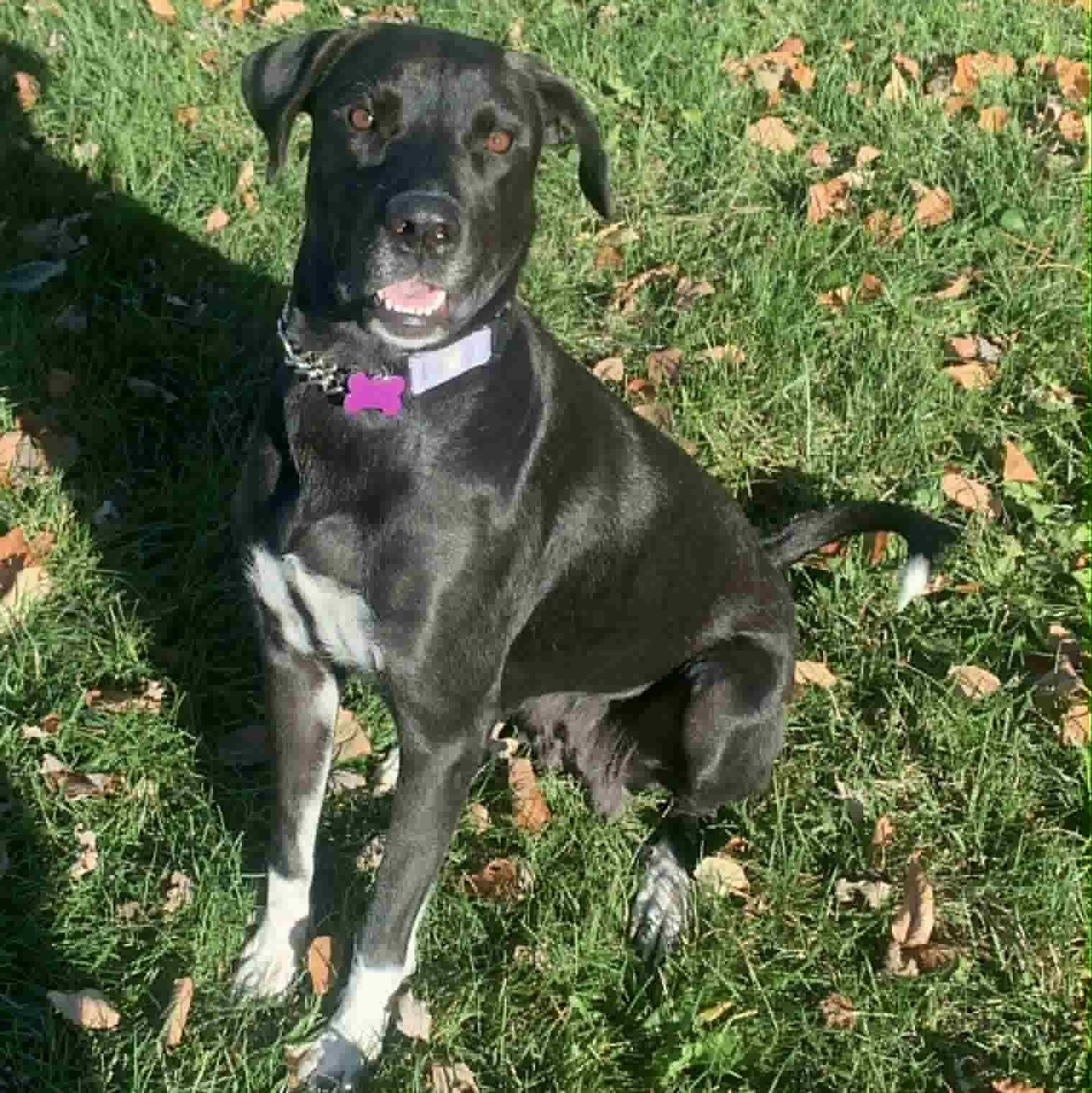 Enlarge Mabel, a Adoptable mixed breed in Des Moines, IA image 4/6