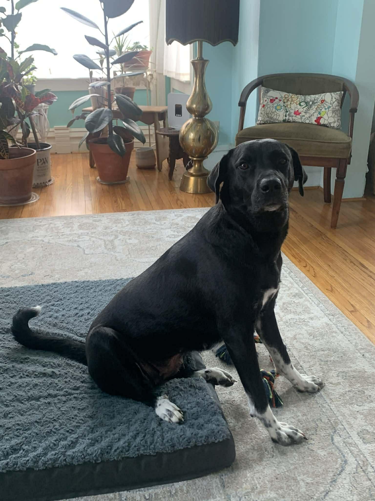 Enlarge Mabel, a Adoptable mixed breed in Des Moines, IA image 3/6