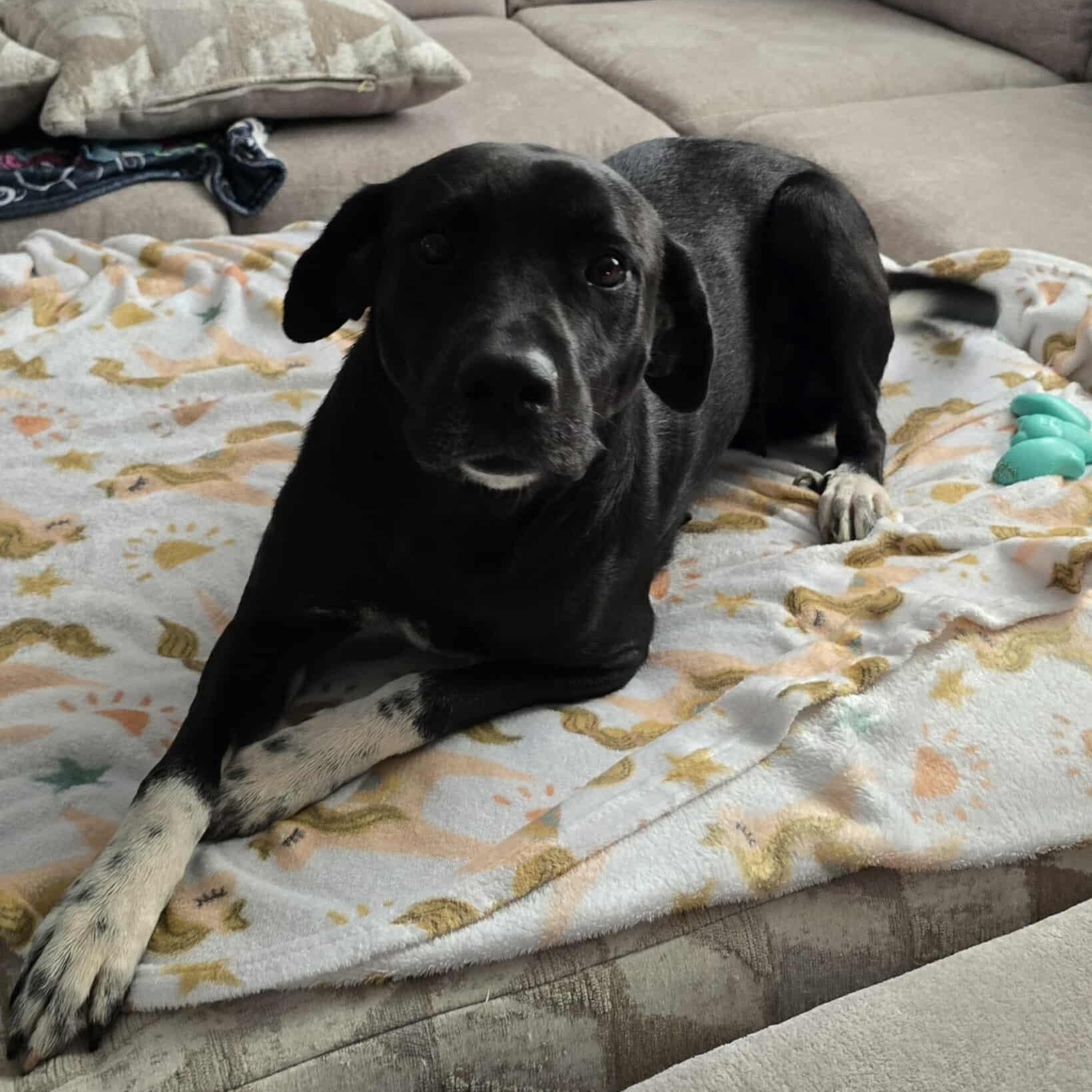 Enlarge Mabel, a Adoptable mixed breed in Des Moines, IA image 6/6