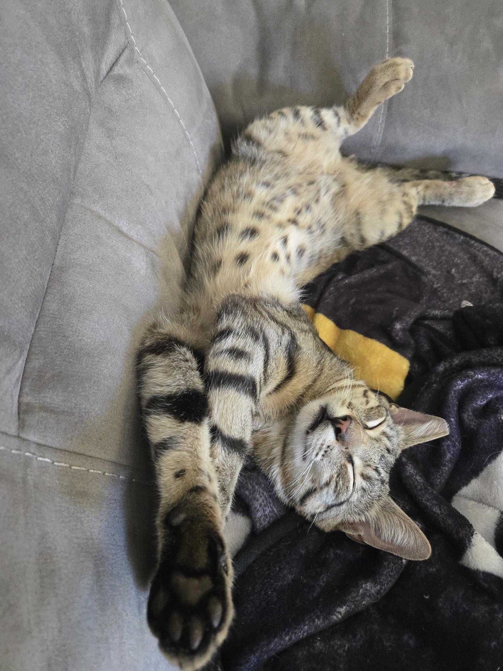 Mr. Boy (courtesy), Adoptable, Adult Male Domestic Short Hair.