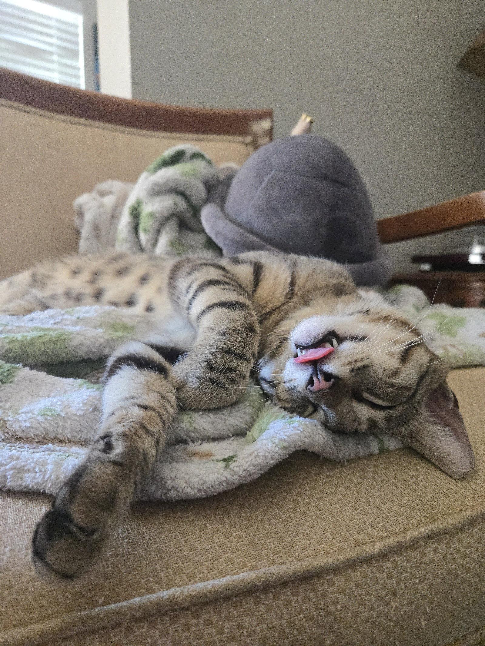 Enlarge Mr. Boy (courtesy), a Adoptable Domestic Short Hair in Davis, CA image 2/3
