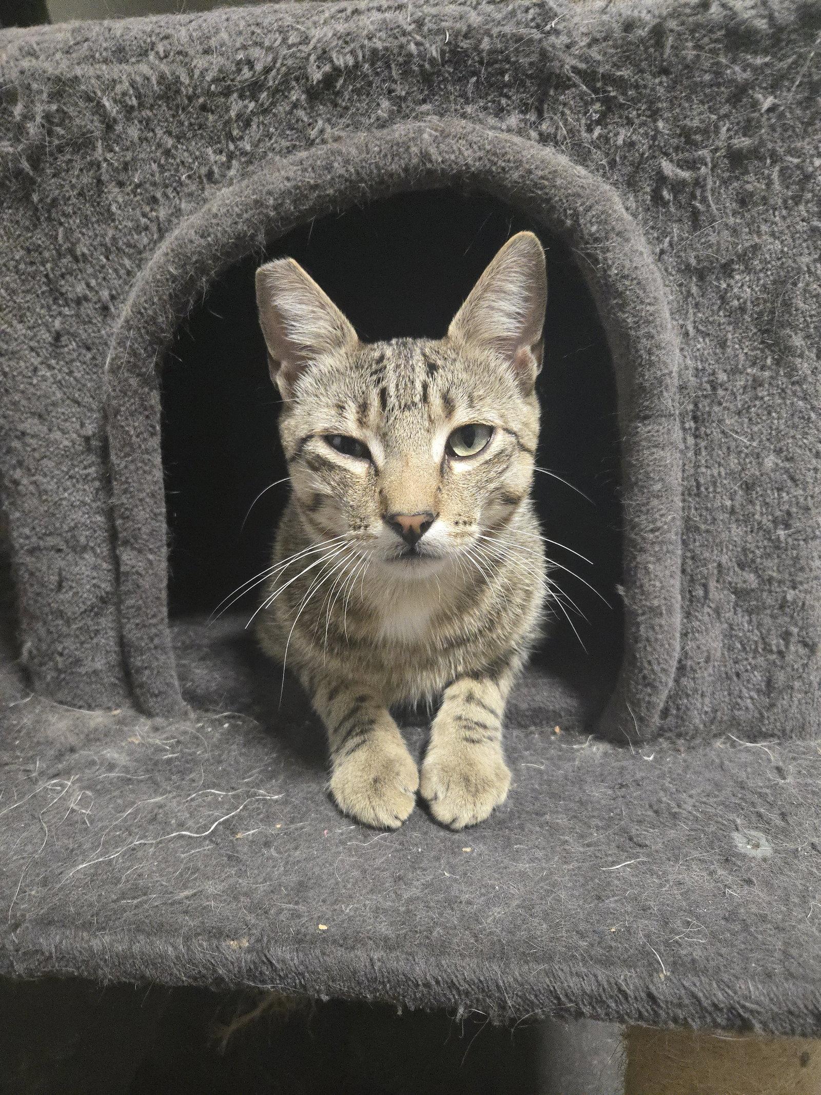 Enlarge Mr. Boy (courtesy), a Adoptable Domestic Short Hair in Davis, CA image 3/3