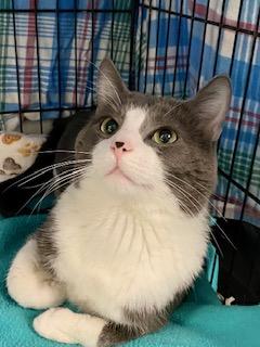 Marble, adopted, Adult Male American Shorthair.